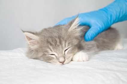 Behandlung von Kleintieren in der Tierarztpraxis Paulenz / Kloß in Lübbenau